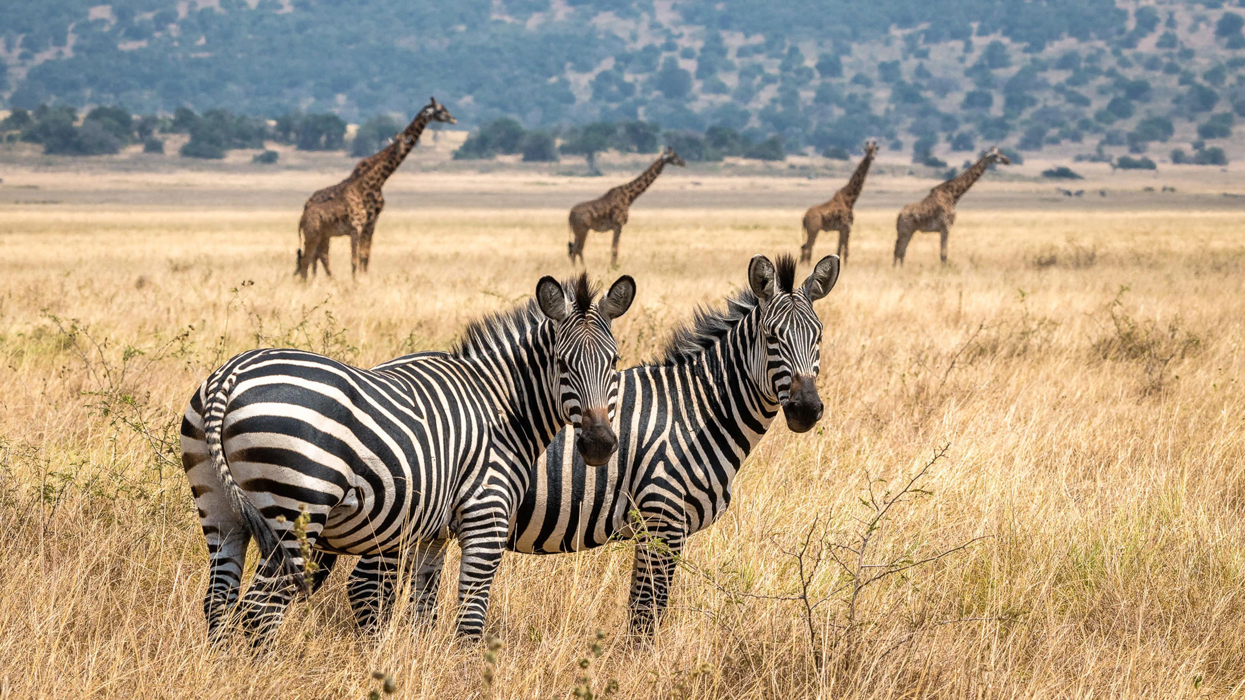 Magashi Camp es un proyecto de ecoturismo y conservación animal en África