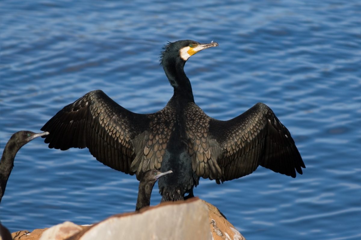 Los cormoranes son aves del tamaño de un ganso, con plumaje de color gris oscuro, con cabeza, cuello, cabeza y alas negros, que viven principalmente en las costas. 