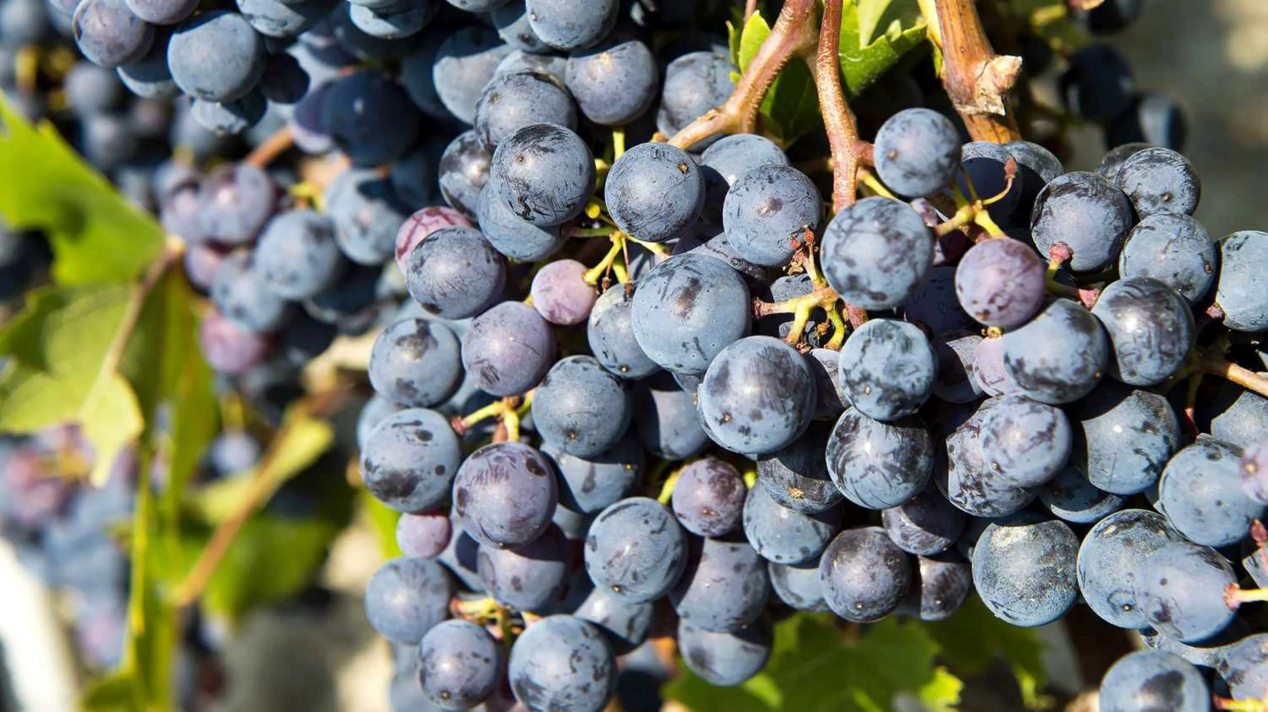 Una guía básica de la uva Nebbiolo Una guía básica de la uva Nebbiolo