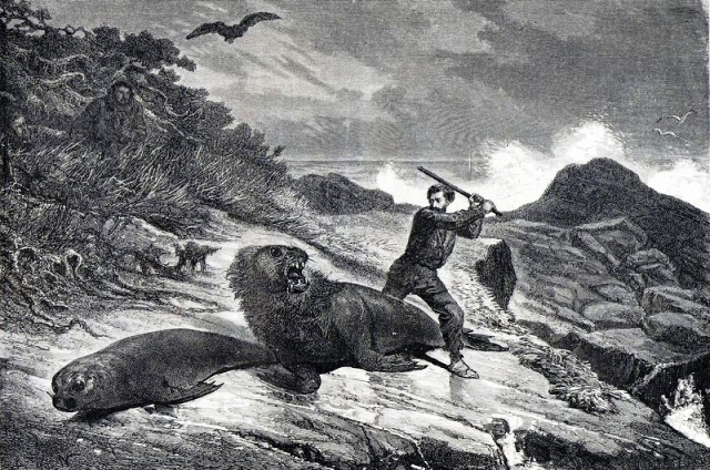 Leones marinos, islas Auckland, Nueva Zelanda, dibujo de Alphonse de Neuville (1835-1885) a partir de un boceto de Francois-Edouard Raynal
