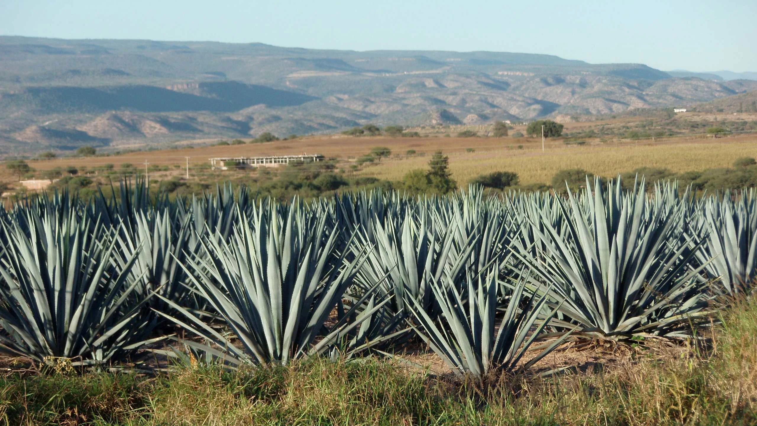 Cebú: un mezcal de Amando Alvarado Álvarez