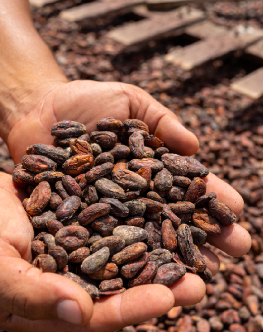 República del Cacao