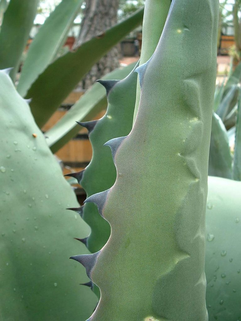Agave_salmiana