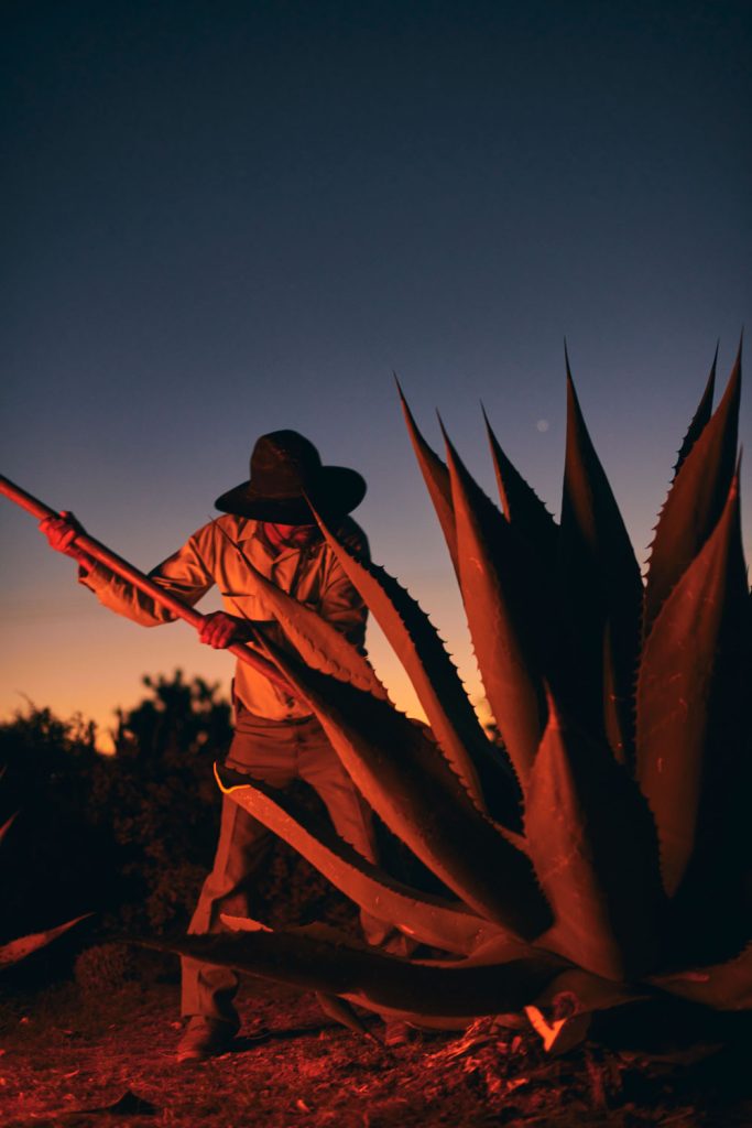 MEZCAL_don-ramon_salmiana