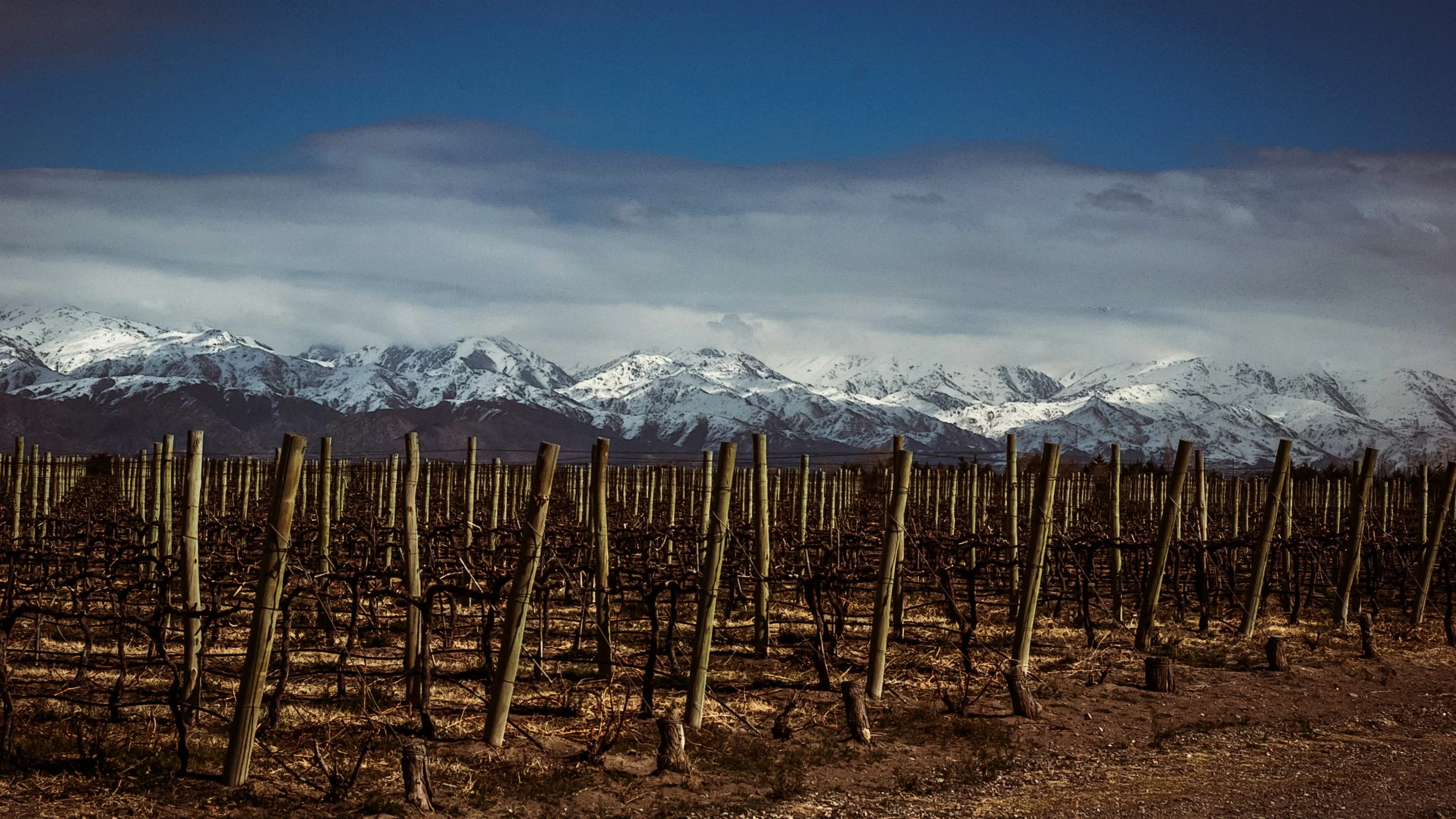 Wine Tasting: Altos Las Hormigas Malbec