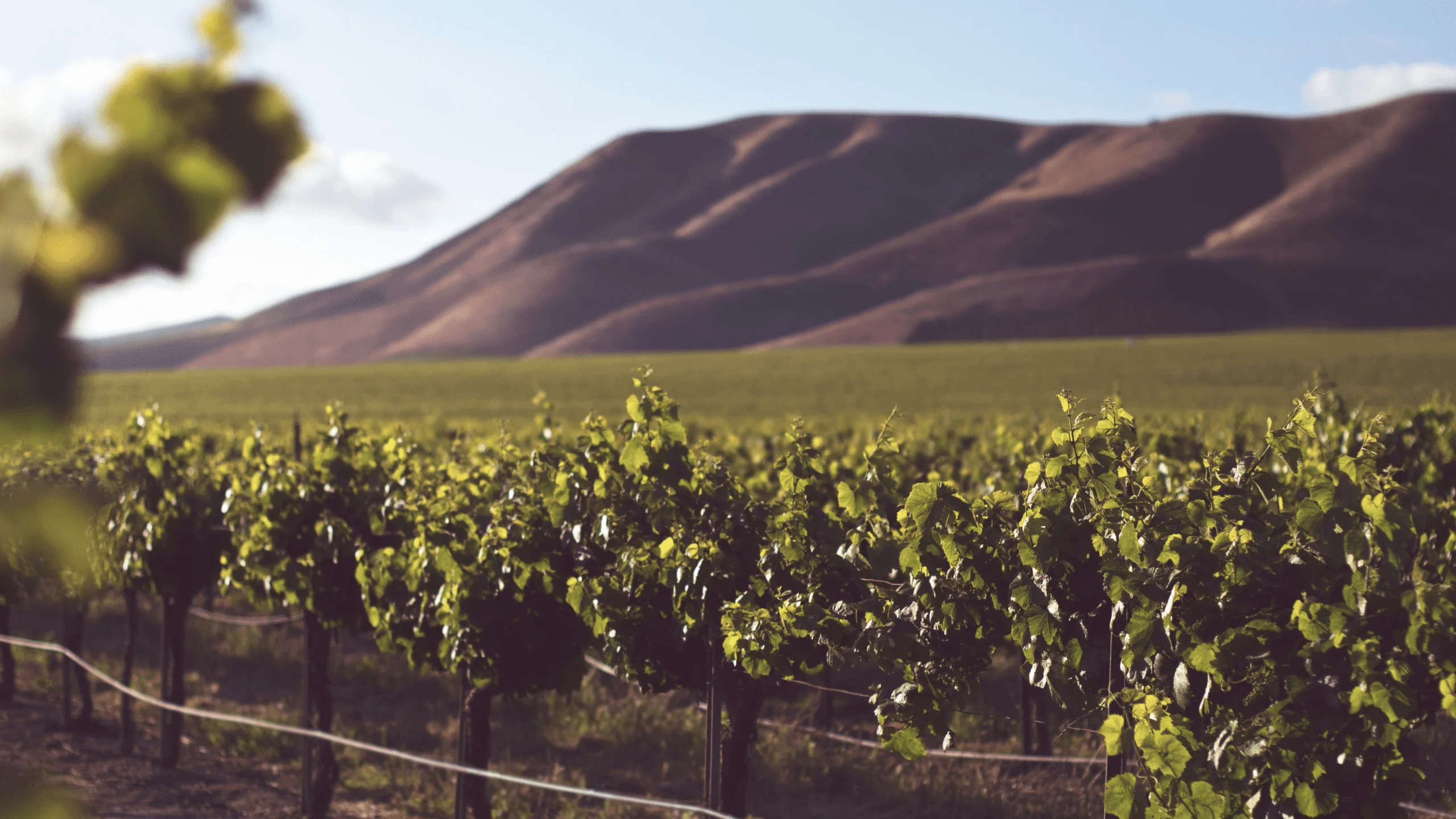 Denominación de Origen Rueda: vinos blancos elegantes 