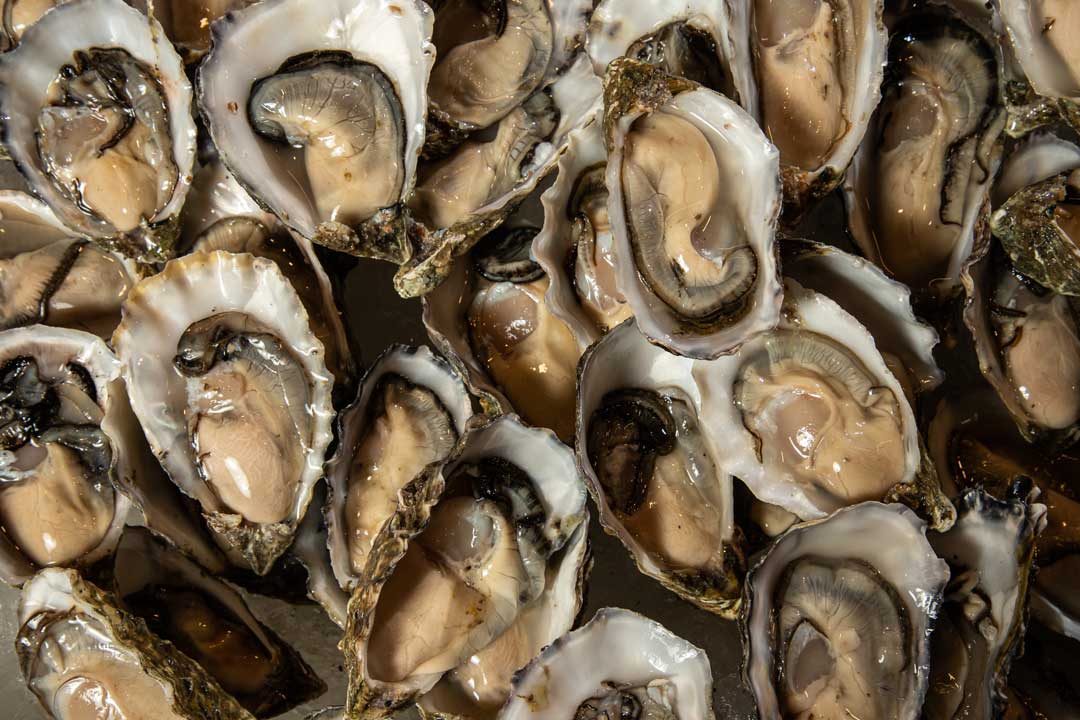 Ostiones japoneses cultivados en la granja ostrícola Bendito Mar