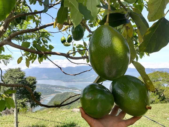 Aguacate choquette
