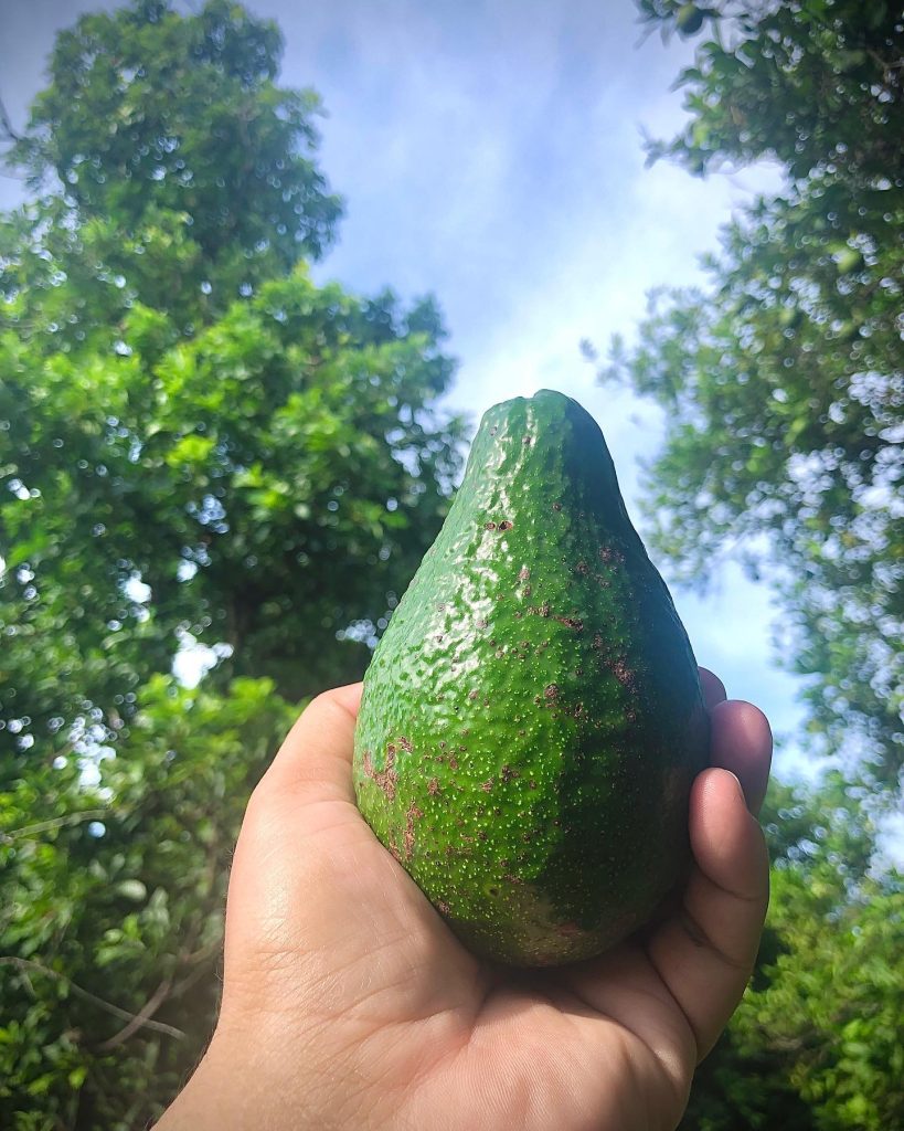 Aguacate Lula