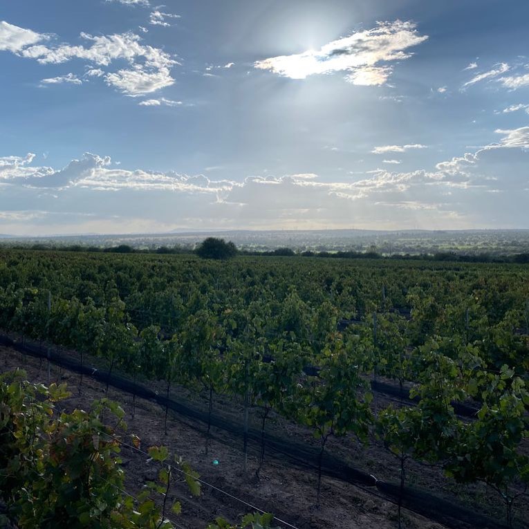 Aguascalientes, viñedo de La Quesada