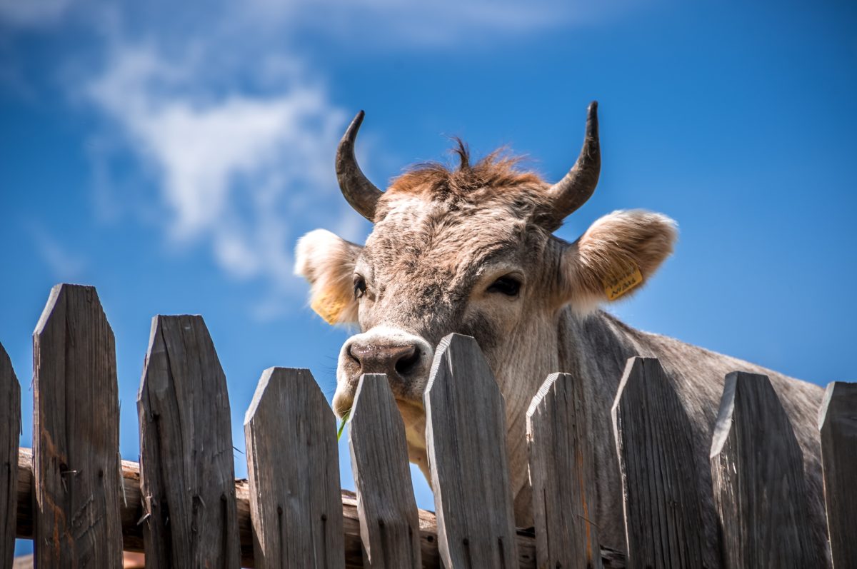 Vaca cultivo celular