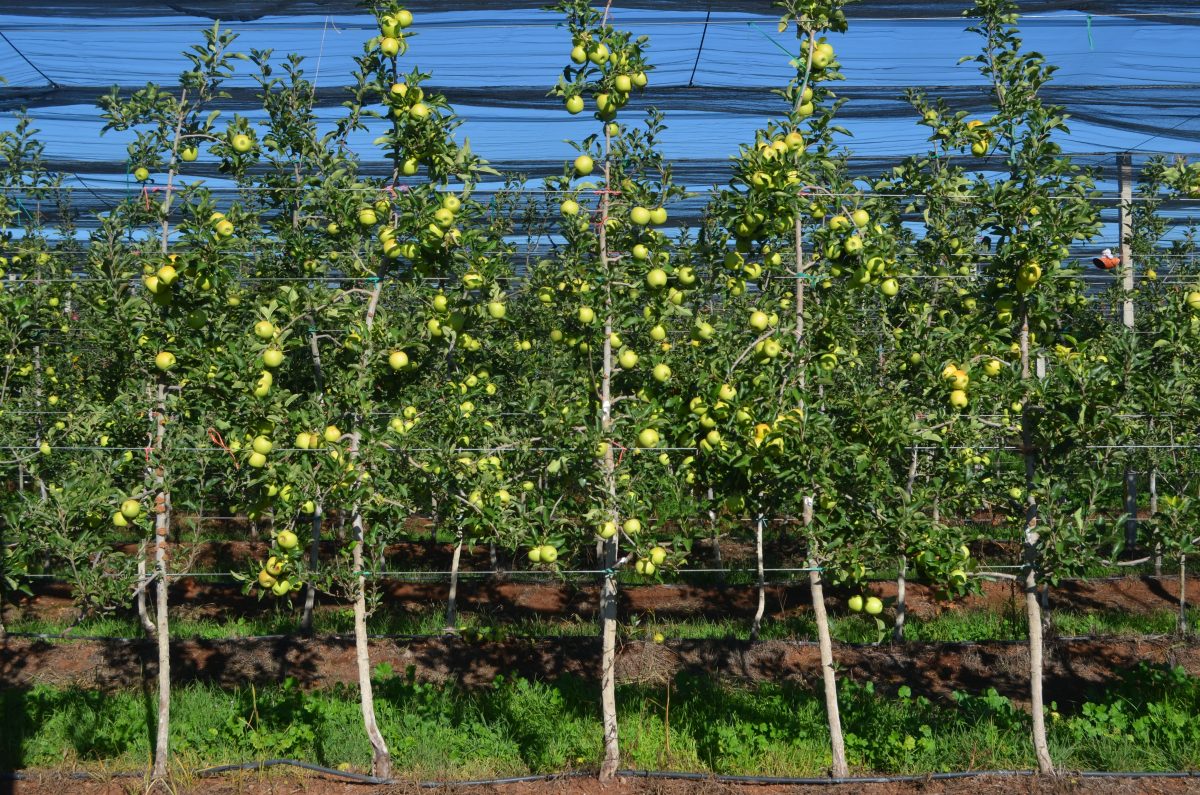 Manzanas La Norteñita en Chihuahua