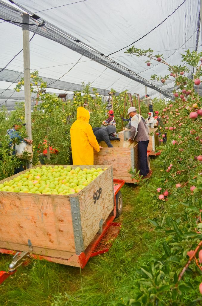 Manzanas La Norteñita en Chihuahua