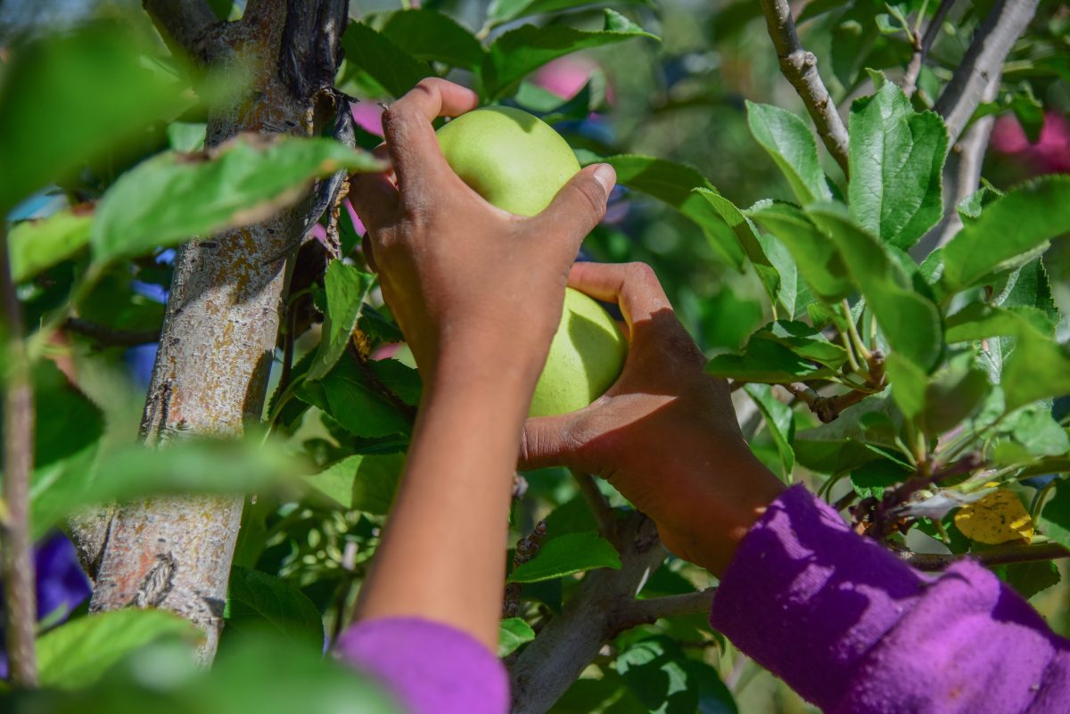 Manzanas La Norteñita en Chihuahua