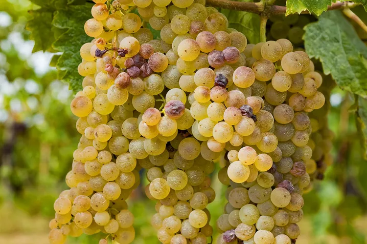 uva blanca pinot blanc