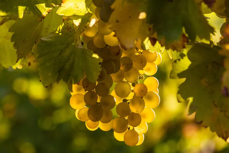 vino y uva Sauvignon Blanc