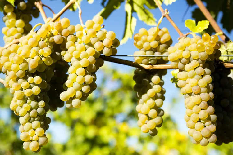 uva Viognier para vino blanco
