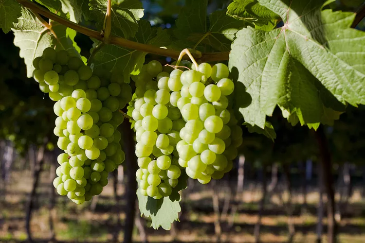 Vino blanco Chenin blanc