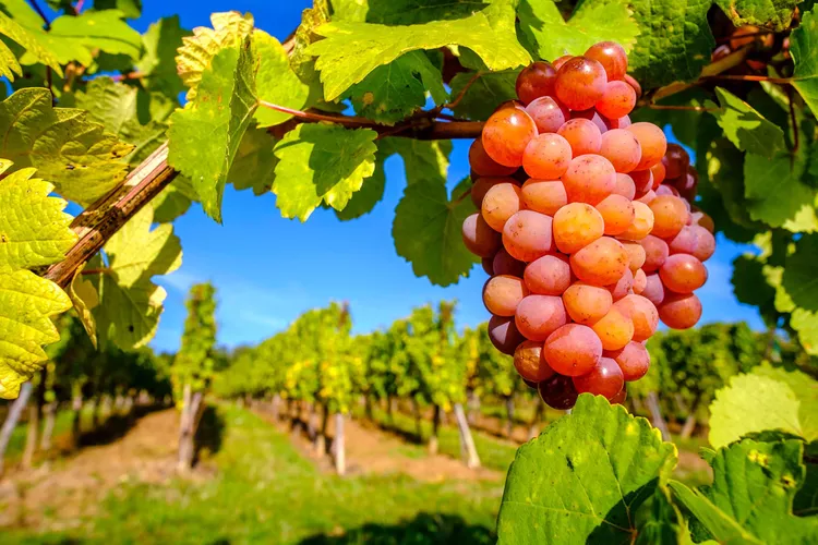 vino blanco Gewurztraminer