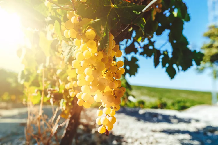 Vino blanco Semillon