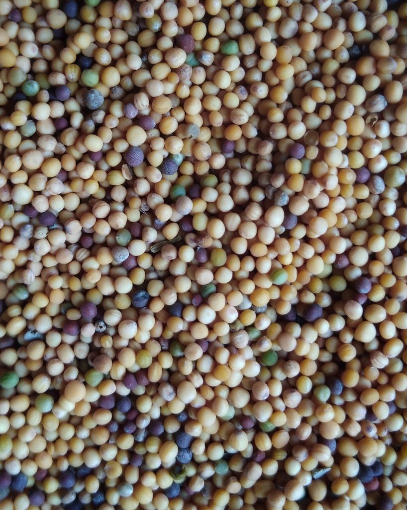 semillas de mostaza