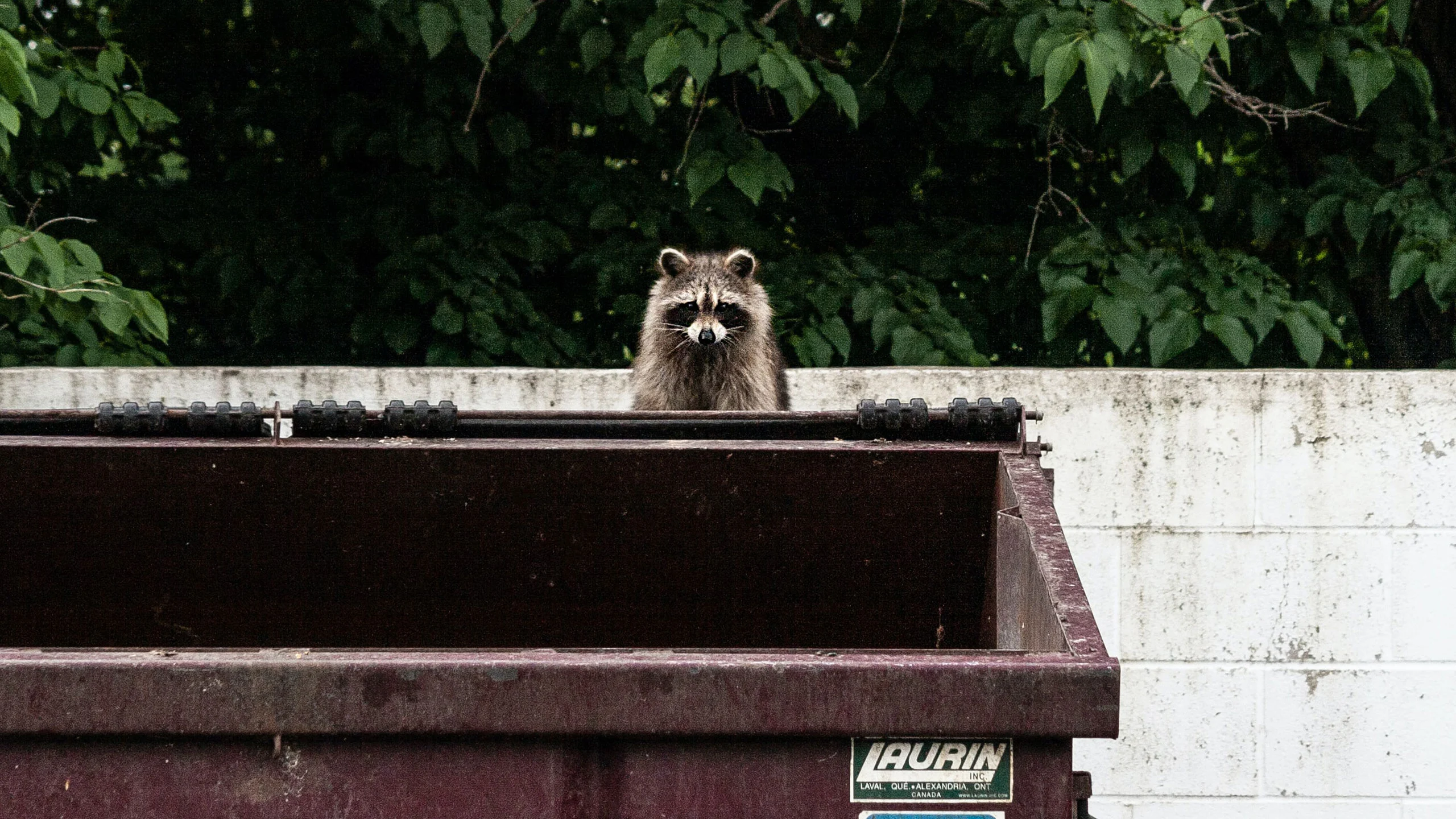Mapaches invaden casas en Alemania para robar cerveza