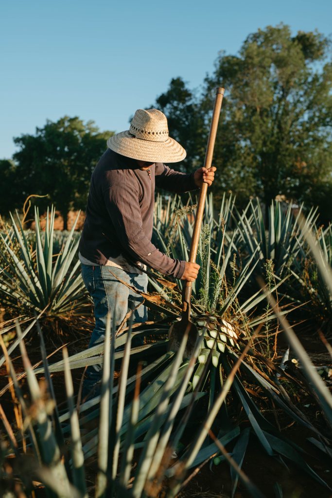 JImador en campo de agave.