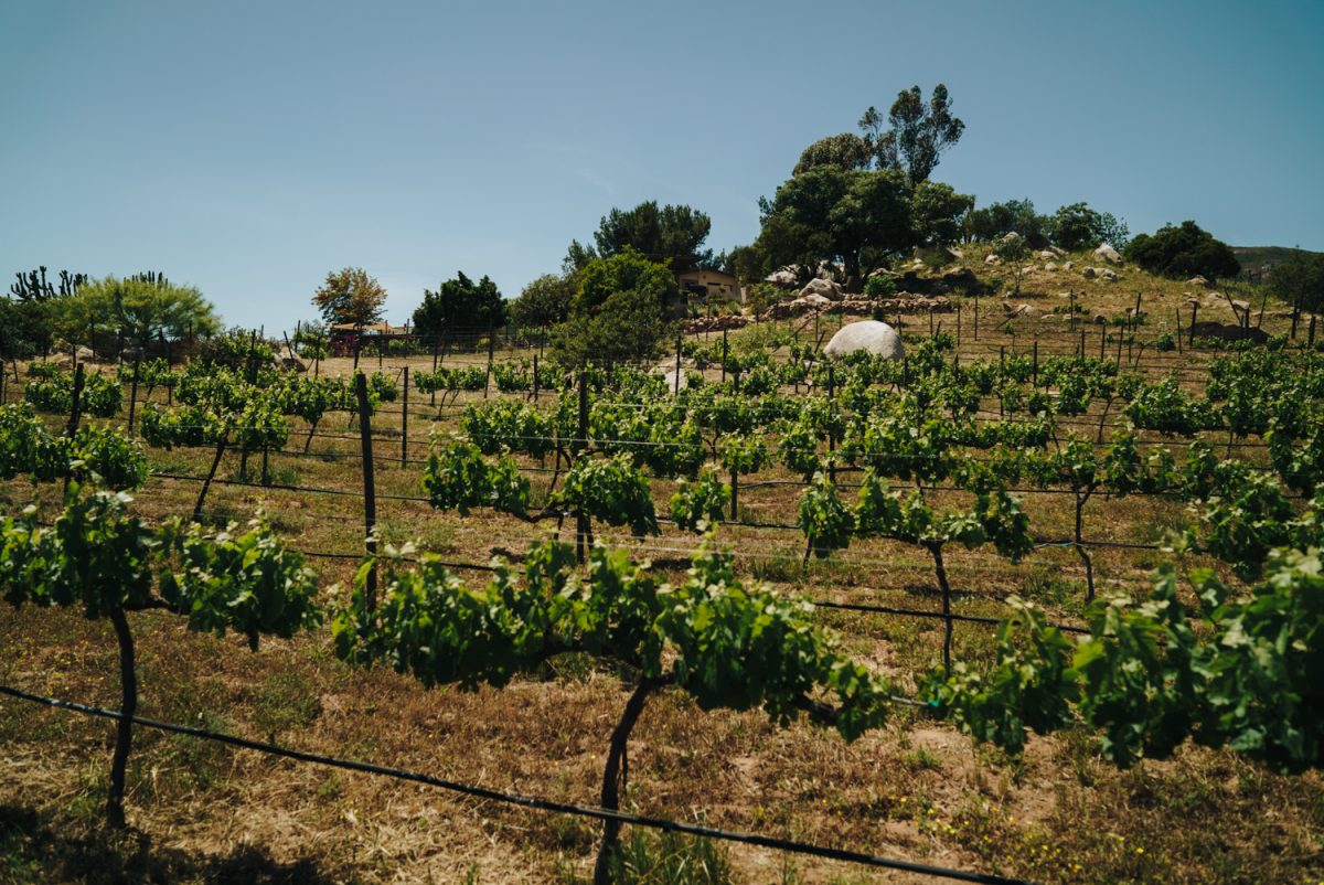 Baja California Viñedos