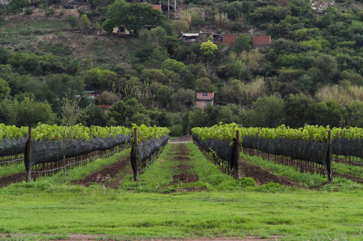 Rancho Los Remedios, Viñedos