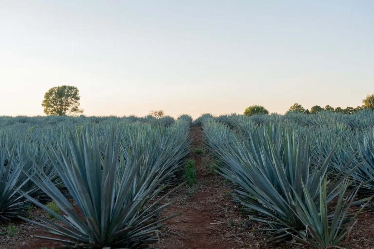 Tequila Avión, agave en los Altos de Jalisco