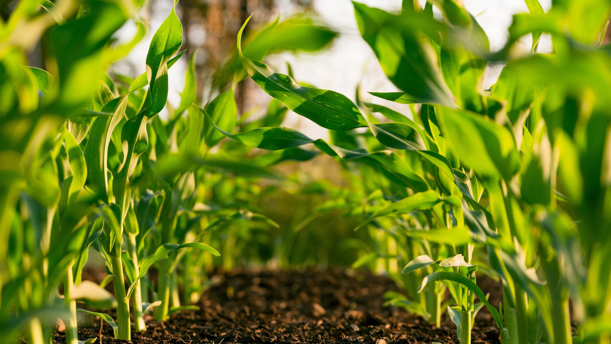 ¿Por qué se celebra el Día Mundial de la Alimentación? ¿Por qué se celebra el Día Mundial de la Alimentación?