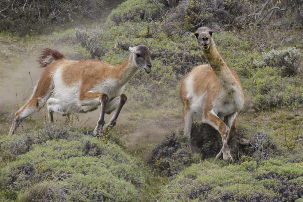 Los guanacos son parte de la fauna representativa de Sudamérica.