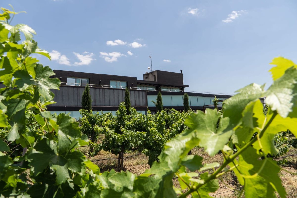 Vinos Habla diseño, sustentabilidad y vino