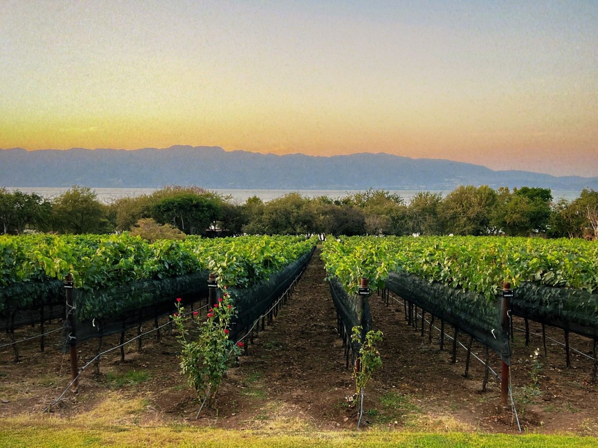 Finca La Estramancia: Vinos a la orilla del Lago de Chapala