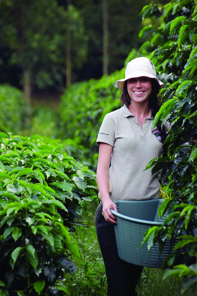Plantación de café en el Valle Central 