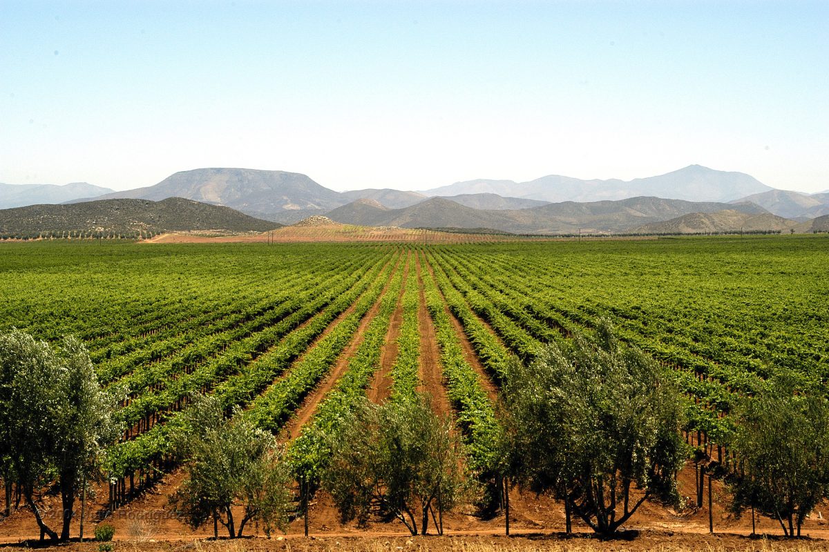 Valle de San Vicente, en Baja California