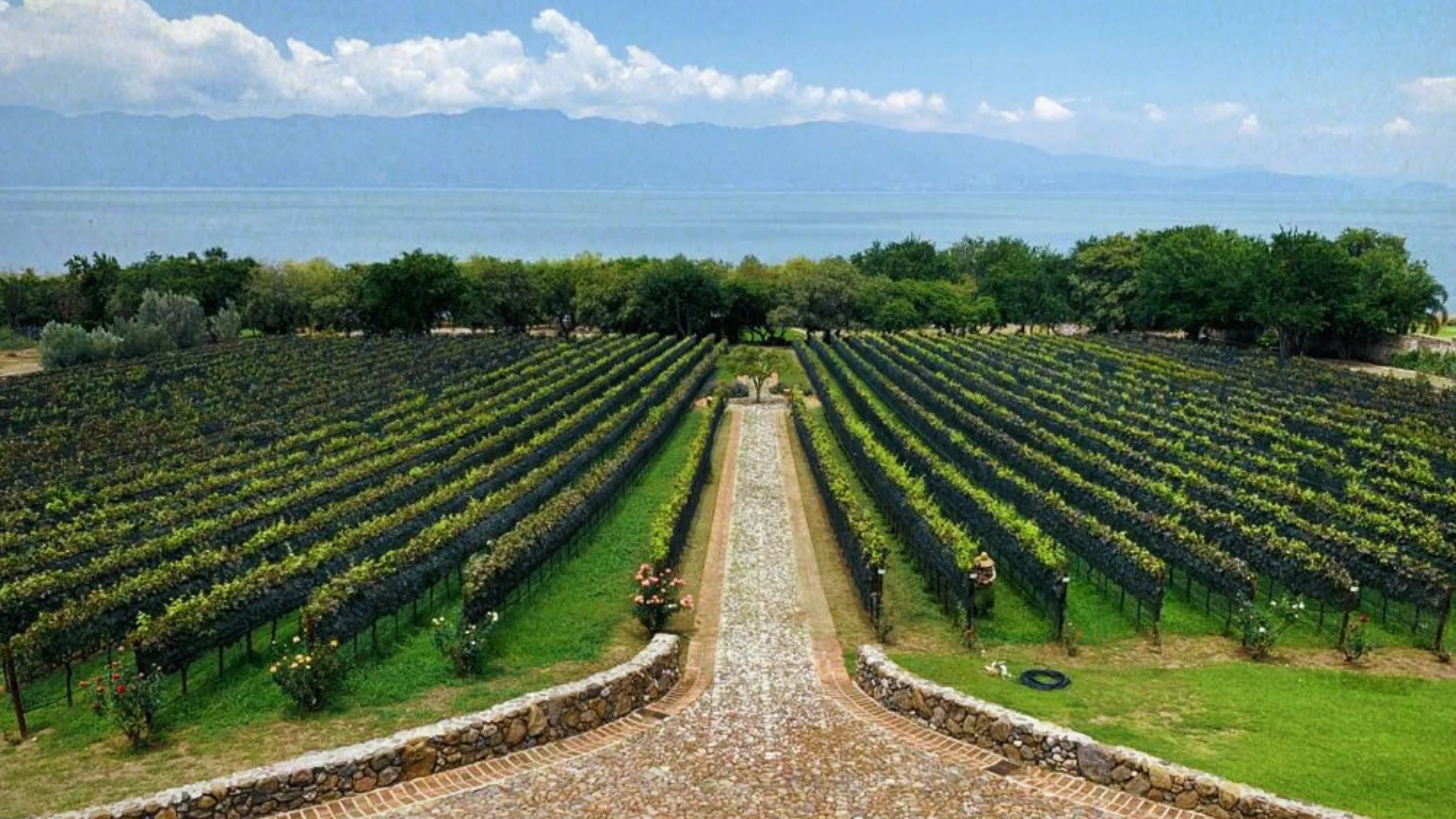 Finca La Estramancia: Vinos a la orilla del Lago de Chapala