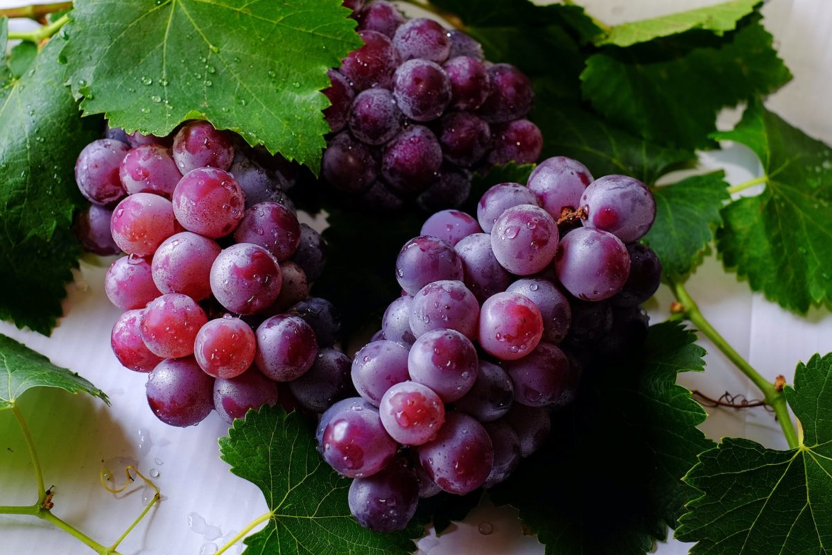 uva tempranillo