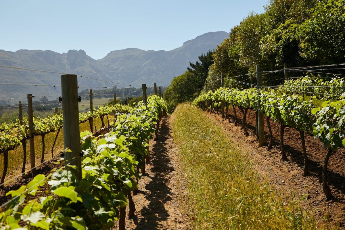 uva tempranillo