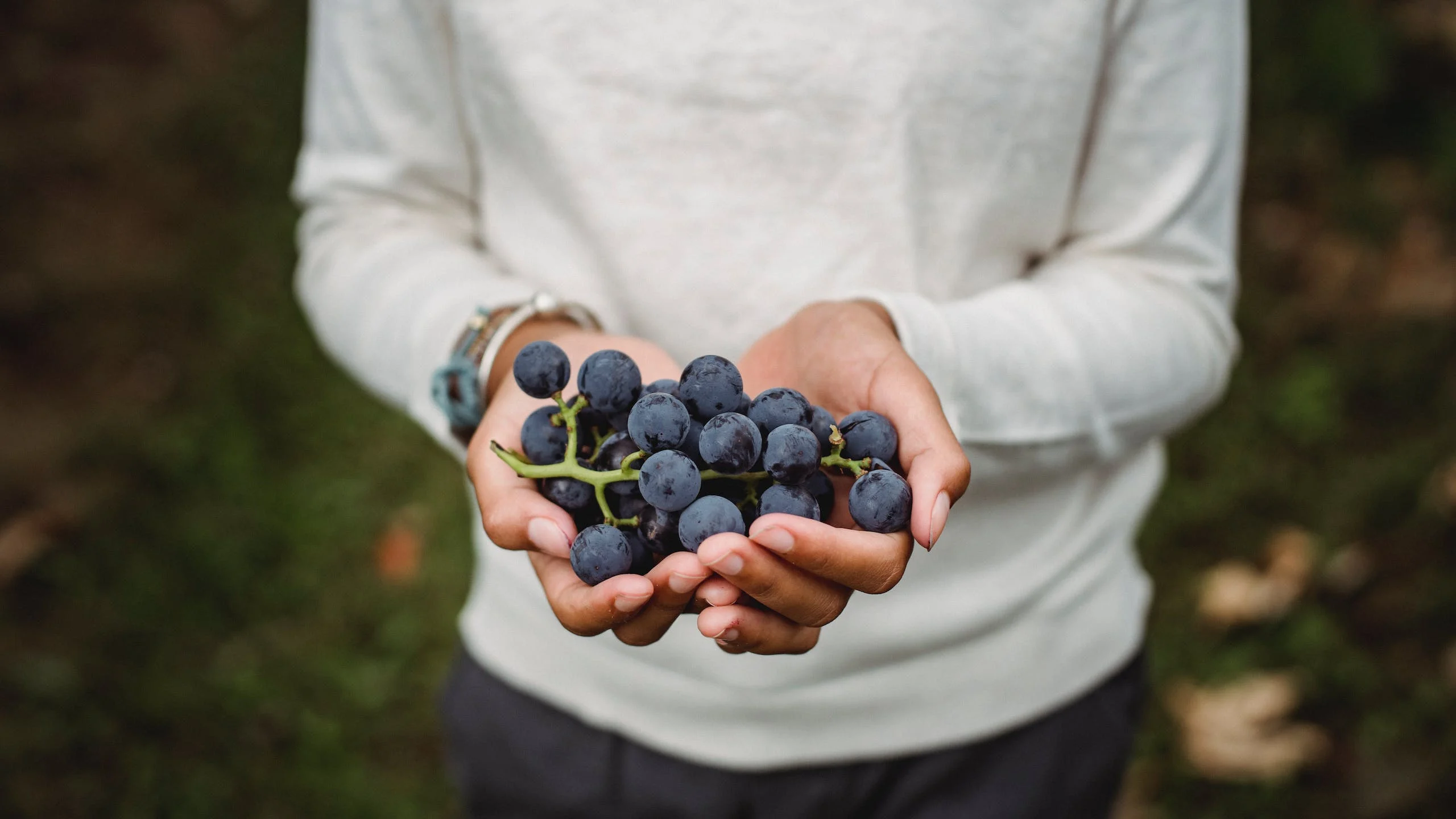 Celebramos el Día de la uva Tempranillo repasando sus virtudes