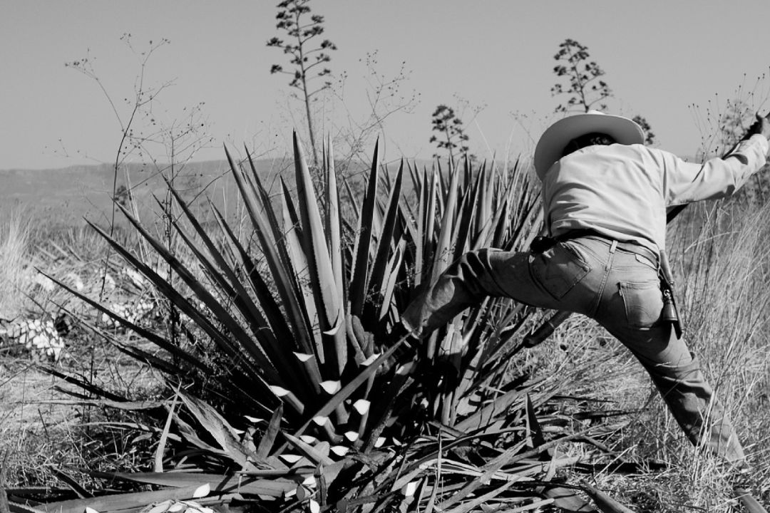 Jima de un agave tequilero