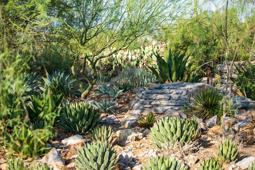Arizona Desert Museum