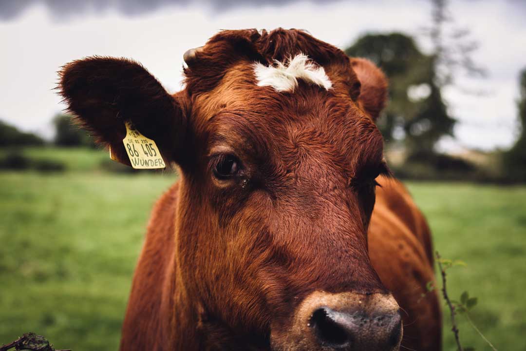 vaca-quesos-franceses