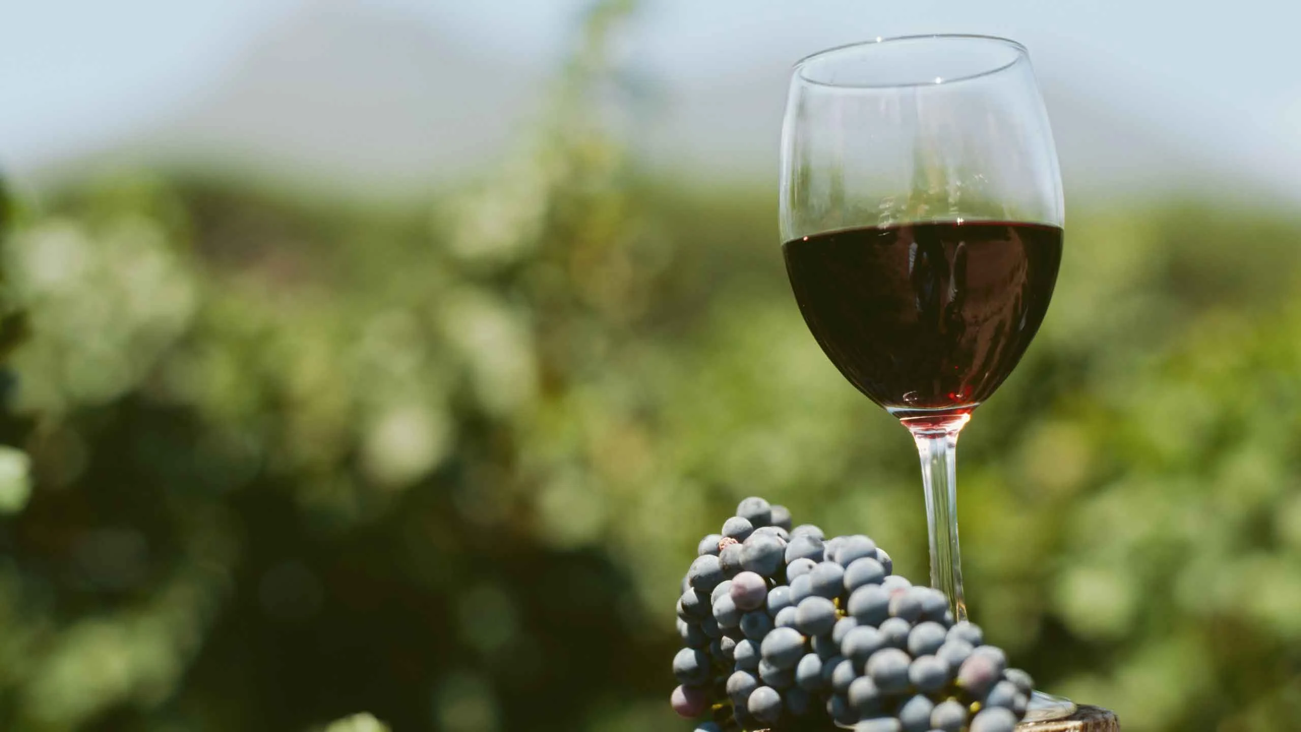 Así se selecciona la cosecha de la DOCa Rioja