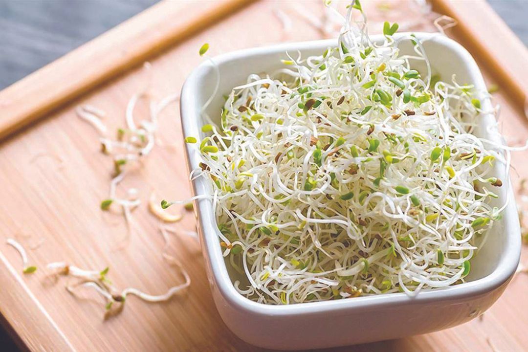 Mitos y verdades sobre los brotes, germinados y microgreens