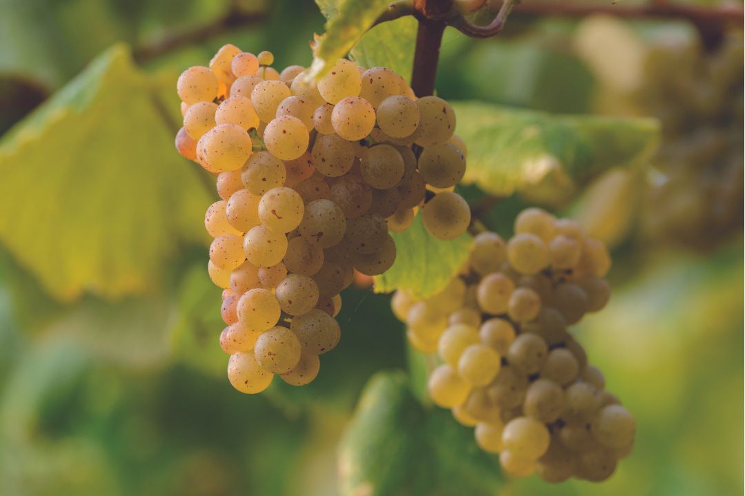 Rías Baixas, una denominación en constante evolución