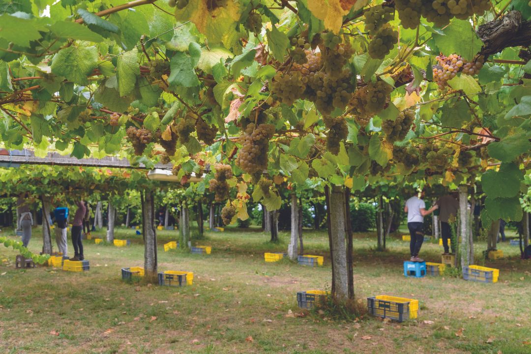 Rías Baixas, una denominación en constante evolución