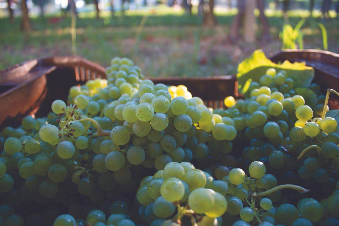 Rías Baixas, una denominación en constante evolución