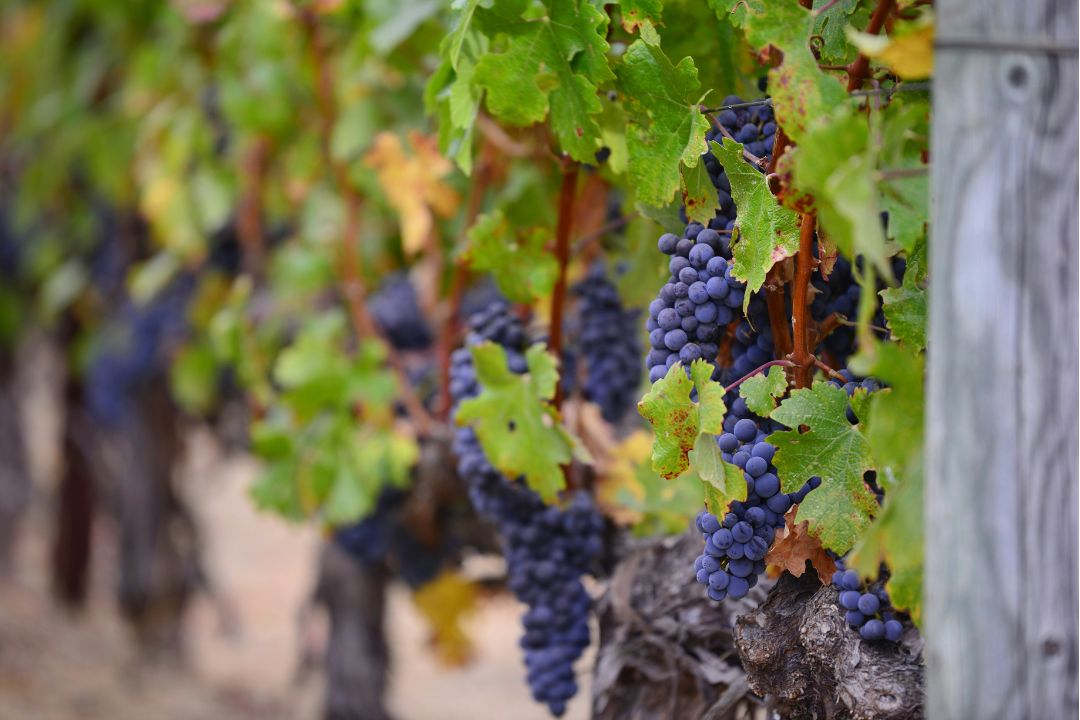 La nueva DOP de vinos en España