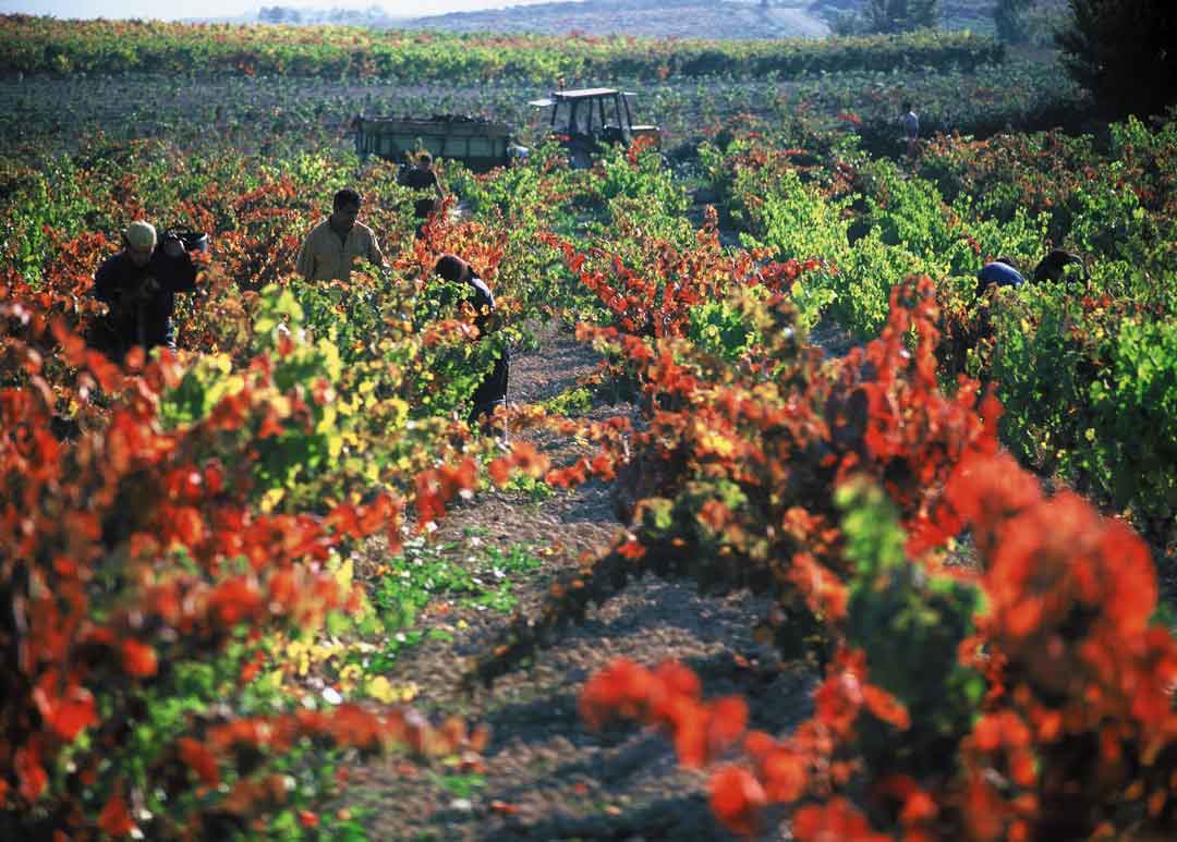 Rioja Alavesa en Blanco